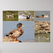 Mallards Collage Posters