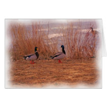 MALLARDS OIL PAINTING CARD