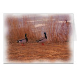 MALLARDS OIL PAINTING CARD