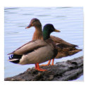 Mallards Poster posters