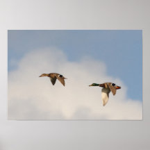 Mallards Poster