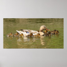 Mallards Poster