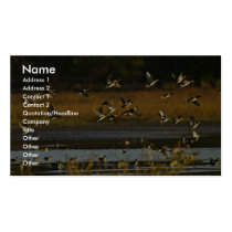 Mallards rising from water business cards