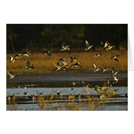 Mallards rising from water greeting card