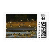 Mallards rising from water stamp