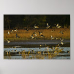 Mallards rising from water poster