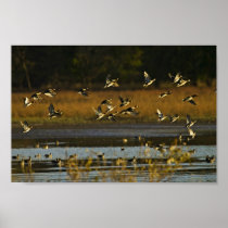 Mallards rising from water poster