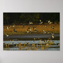 Mallards rising from water poster