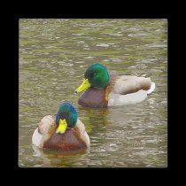 Mallards swimming magnets by alyciakeating Mallards swimming magnets