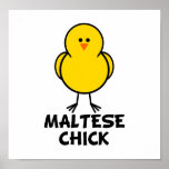 Maltese Chick Posters