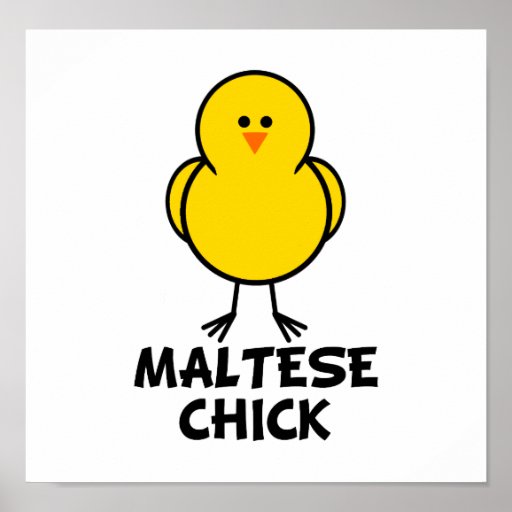 Maltese Chick Posters