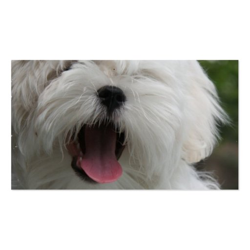 Maltese Dog Busienss Card Business Card Templates (back side)
