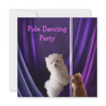 Maltese Dog & Ginger Cat Party