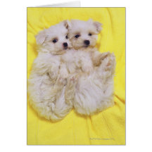 Maltese Dog; is a small breed of white dog that 2 Cards