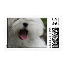 Maltese Dog Postage Stamp