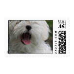 Maltese Dog Postage Stamp