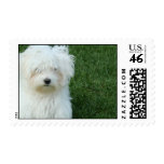Maltese Dog POstage Stamp