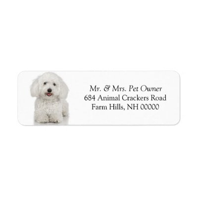 Maltese Dog  Return Address Mail Labels Stickers