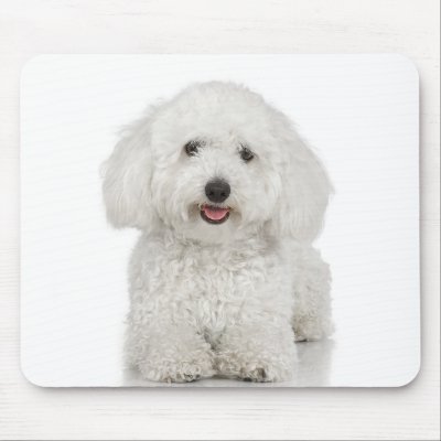 Maltese Dog White Mouse Pads