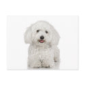 Maltese Dog White postcards by White_Wedding Maltese Dog White postcards