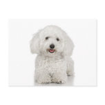 Maltese Dog White