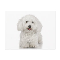 Maltese Dog White postcards