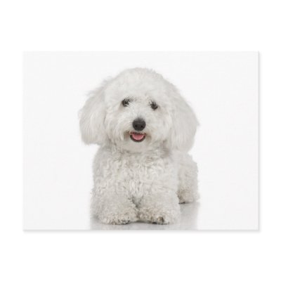 Maltese Dog White postcards