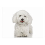 Maltese Dog White Postcard