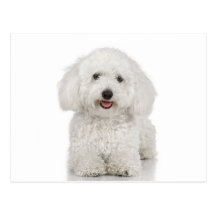 Maltese Dog White Postcard