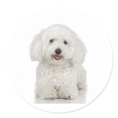 Maltese Dog White Sticker