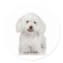 Maltese Dog White stickers by White_Wedding Maltese Dog White stickers