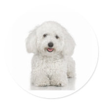 Maltese Dog White stickers by White_Wedding Maltese Dog White stickers