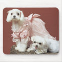 Maltese Dogs mousepads by ironydesignphotos Maltese Dogs mousepads