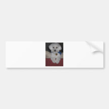 Maltese Gift Bumper Sticker