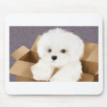 maltese in a box mousepads