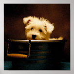 Maltese in the Washtub Print