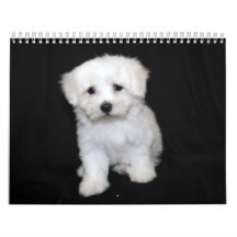 Maltese & Maltipoo Puppy Calendar