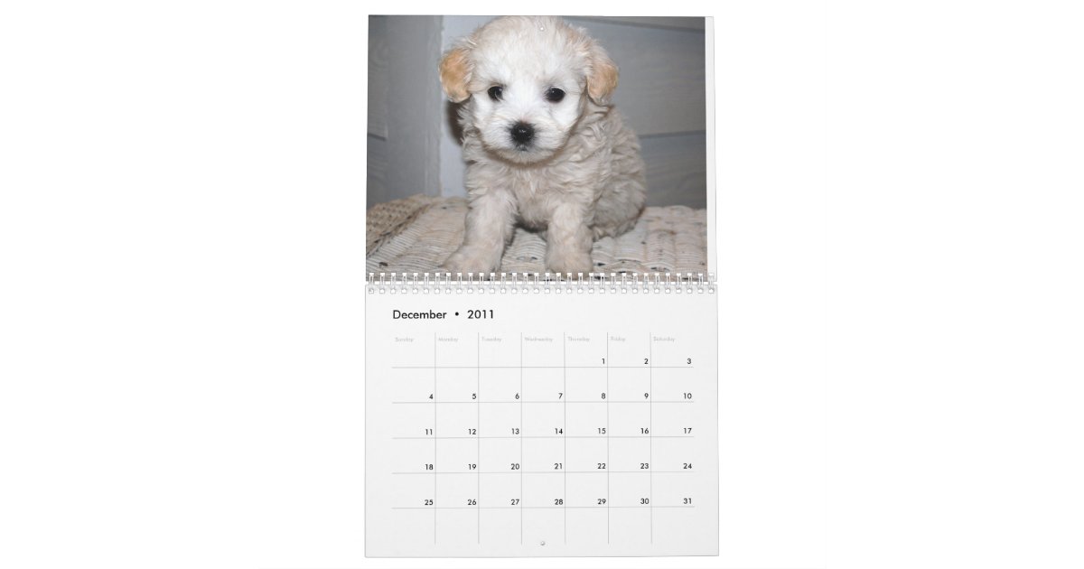 Maltese & Maltipoo Puppy Calendar Zazzle