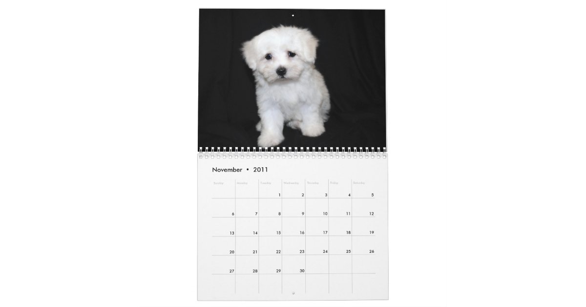 Maltese & Maltipoo Puppy Calendar Zazzle