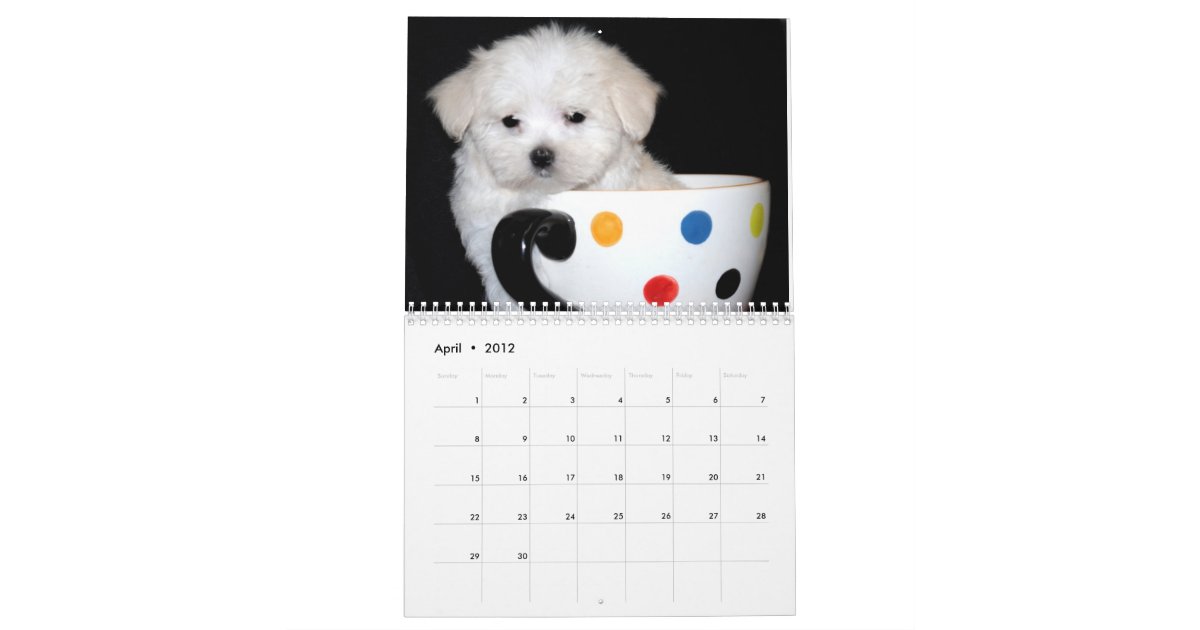 Maltese & Maltipoo Puppy Calendar Zazzle
