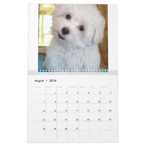 Maltese & Maltipoo Puppy Calendar Zazzle