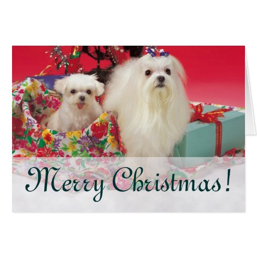 Maltese Christmas Cards, Maltese Christmas Card Templates, Postage