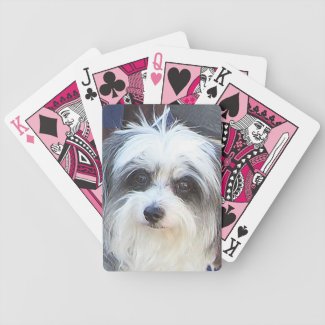 Maltese-Poodle Playing Cards