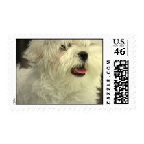 Maltese Postage Stamp