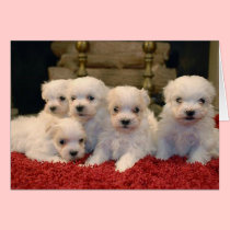 Maltese Puppies for Puppy Lovers Everywhere cards