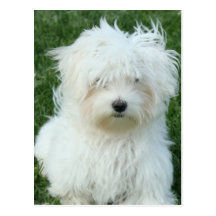 Maltese Puppies Postcard