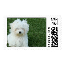 Maltese Puppy Dog Postage Stamp