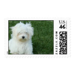 Maltese Puppy Dog Postage Stamp
