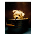 Maltese Puppy in the Washtub posters by swight Maltese Puppy in the Washtub posters