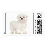 Maltese Puppy postage